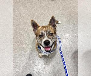 Mutt Dogs for adoption in Louisville, KY, USA