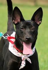 Small Miniature Pinscher Mix