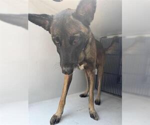 Mutt Dogs for adoption in Houston, TX, USA