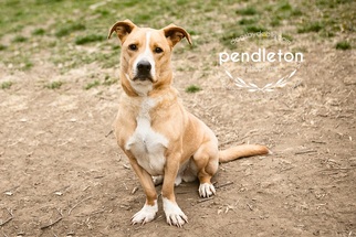 Medium Photo #1 Bagle Hound Puppy For Sale in Kansas City, MO, USA