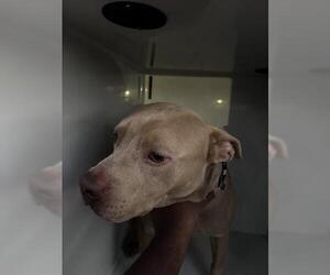 Mutt Dogs for adoption in Houston, TX, USA