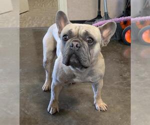 French Bulldog-Unknown Mix Dogs for adoption in Rockwall, TX, USA