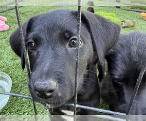 Mutt Dogs for adoption in Redwood City, CA, USA