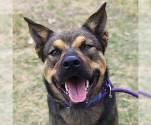 German Shepherd Dog-Unknown Mix Dogs for adoption in San Antonio, TX, USA
