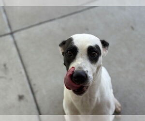 American Pit Bull Terrier-Unknown Mix Dogs for adoption in Tulsa, OK, USA