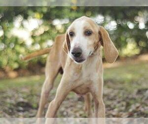 Medium Photo #1 Treeing Walker Coonhound Puppy For Sale in Tavares, FL, USA