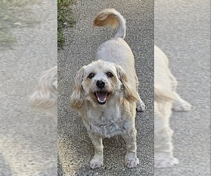 Lhasa-Poo Dogs for adoption in Olalla, WA, USA