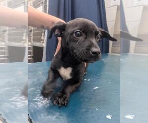 Bulldog-Unknown Mix Dogs for adoption in Mobile, AL, USA