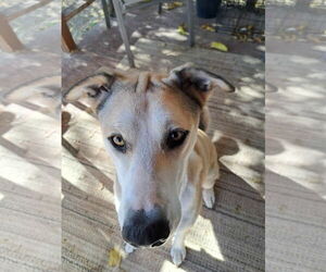 Labsky Dogs for adoption in Cedar Crest, NM, USA