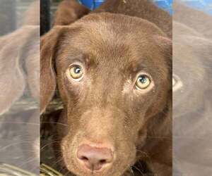 Boykin Spaniel-Whippet Mix Dogs for adoption in New York, NY, USA