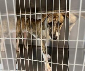 Labrador Retriever-Unknown Mix Dogs for adoption in Houston, TX, USA