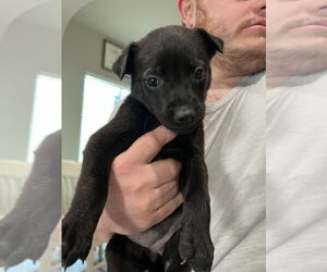 German Shepherd Dog-Unknown Mix Dogs for adoption in Brewster, NY, USA