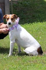 Jack-A-Bee Dogs for adoption in Bardstown, KY, USA