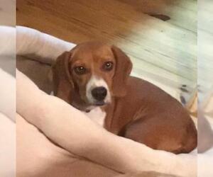 Beagle Dogs for adoption in Ellijay, GA, USA