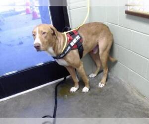 Vizsla Dogs for adoption in Tulsa, OK, USA