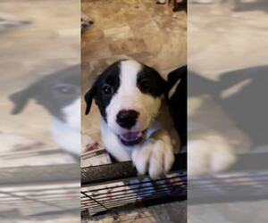 Borador Dogs for adoption in Mechanicsburg, PA, USA