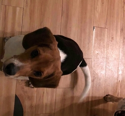 Beagle Dogs for adoption in Gettysburg, PA, USA