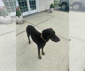 Doberman Pinscher Dogs for adoption in Strongsville, OH, USA
