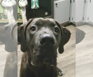 Great Dane Dogs for adoption in Wheaton, IL, USA