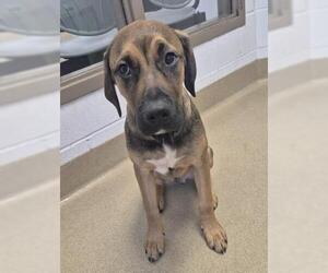 Rhodesian Ridgeback Dogs for adoption in Decatur, IL, USA