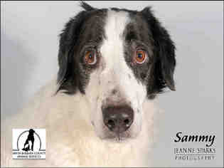 Border Collie Dogs for adoption in Santa Maria, CA, USA