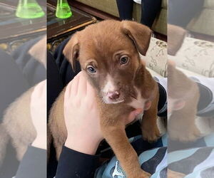 Labrador Retriever-Unknown Mix Dogs for adoption in Palatine/Kildeer/Buffalo grove, IL, USA