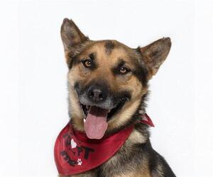 German Shepherd Dog Dogs for adoption in Santa Barbara, CA, USA