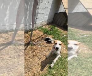 Boxer-Unknown Mix Dogs for adoption in Texas City, TX, USA