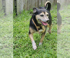 Chipin Dogs for adoption in oakland, FL, USA