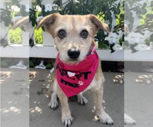 Norfolk Terrier-Unknown Mix Dogs for adoption in Newport Beach, CA, USA