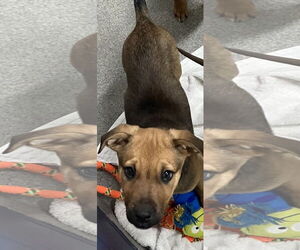 Mutt Dogs for adoption in Sterling, MA, USA