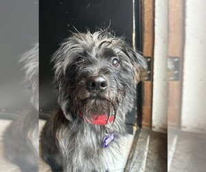 Shih Tzu-Unknown Mix Dogs for adoption in Oak Bluffs, MA, USA