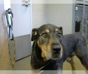 Labrottie Dogs for adoption in Sacramento, CA, USA