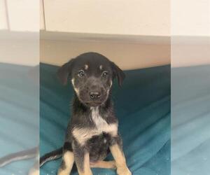 Siberian Husky-Unknown Mix Dogs for adoption in HESPERIA, CA, USA