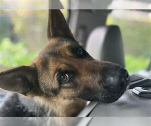 German Shepherd Dog Dogs for adoption in Redwood City, CA, USA