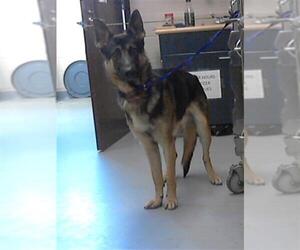 German Shepherd Dog Dogs for adoption in Fayetteville, NC, USA