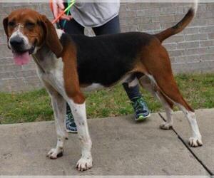 Treeing Walker Coonhound Dogs for adoption in Little Rock, AR, USA