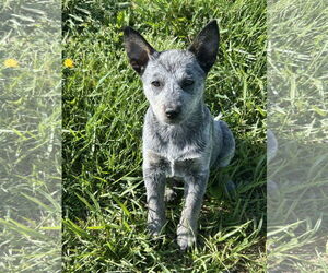Mutt Dogs for adoption in Garden City, NY, USA