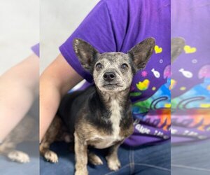 Meagle Dogs for adoption in Bolivar, MO, USA