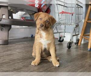 Basset Retriever Dogs for adoption in Houston, TX, USA