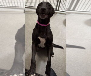 Labrador Retriever-Unknown Mix Dogs for adoption in Las Vegas, NV, USA