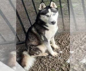 Siberian Husky Dogs for adoption in Riverside, CA, USA