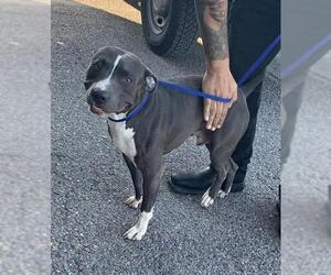 Staffordshire Bull Terrier-Unknown Mix Dogs for adoption in Corpus Christi, TX, USA