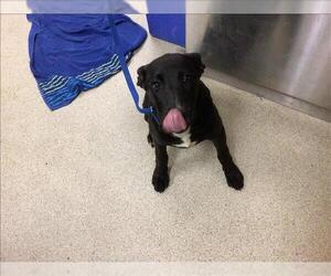 Labrador Retriever-Unknown Mix Dogs for adoption in Riverside, CA, USA