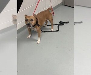 Mutt Dogs for adoption in St. Cloud, FL, USA