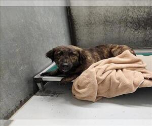 Australian Shepherd-Unknown Mix Dogs for adoption in Conroe, TX, USA
