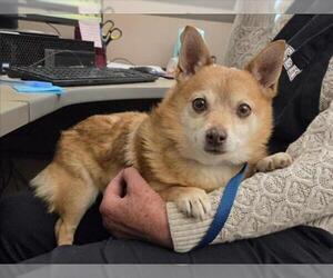 Mutt Dogs for adoption in Martinez, CA, USA