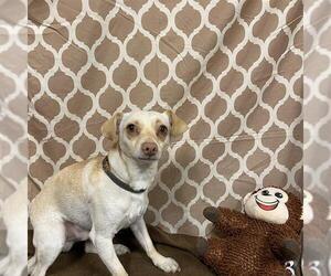 Chihuahua Dogs for adoption in Modesto, CA, USA