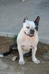 Boston Terrier Dogs for adoption in Hesperia, CA, USA
