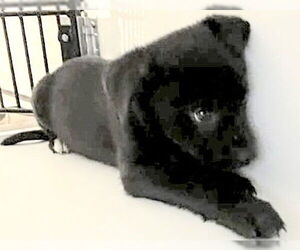 Labrador Retriever Dogs for adoption in Houston, TX, USA